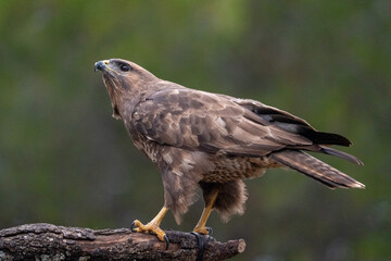 Fototapeta premium Common buzzard (Buteo buteo) photographed in Spain