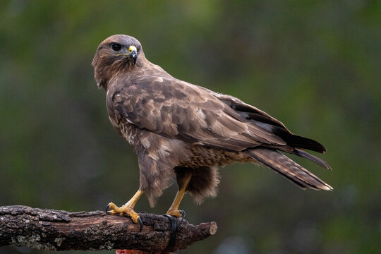 Common buzzard (Buteo buteo) photographed in Spain