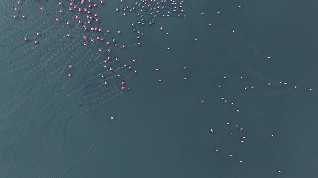 Flamingos gracefully gather in a tranquil lagoon, their colorful bodies creating a beautiful contrast against the shimmering water. This captivating scene unfolds during the soft glow of sunset.