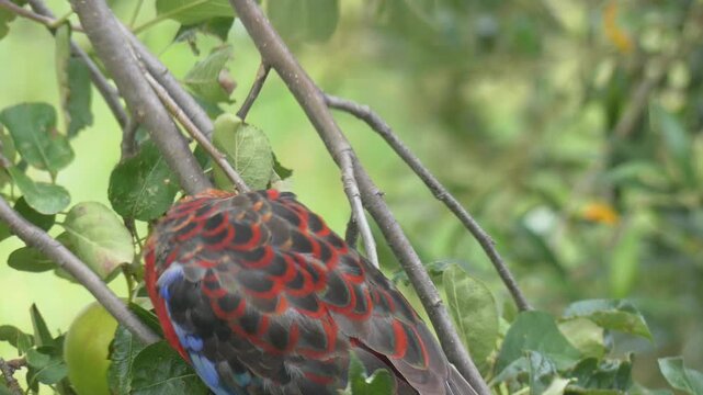 Australian Crimson Rosella eating an apple in a tree swaying in the wind
