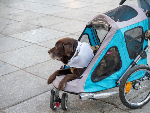 Dog enjoying a stroll in a stroller at Sanperrestre 2025