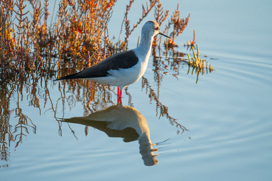 Black-winged stilt in Donana marshes at sunrise
