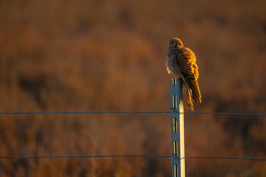 Common kestrel perched on a fence post at sunset