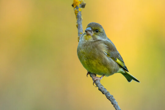 European greenfinch perched on a branch in its habitat