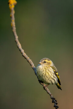 Eurasian siskin perched gracefully on a thin branch