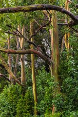 Rainbow Eucalyptus Grove