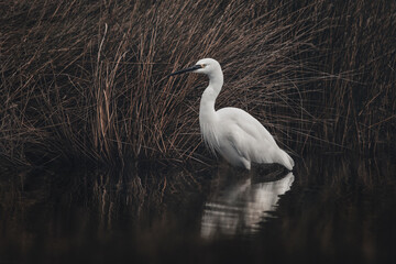 Little White Egret In Dark Water (Egretta Garzetta)