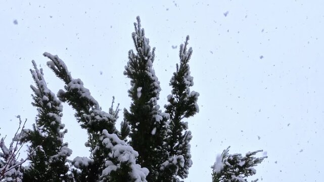 Tannenbaum im winterlichen Schneegest&ouml;ber mit dicken Schneeflocken, winterliche Stimmung, Natur, Jahreszeit, Niederschlag, Wetter, Meteorologie, Schneekristalle, kalt, Frost
