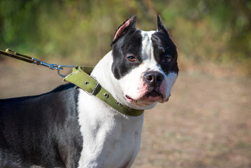Young white American Staffordshire Terrier looking at the photographer. Portrait of a beautiful fighting dog on a walk in a city park. Fighting dogs.