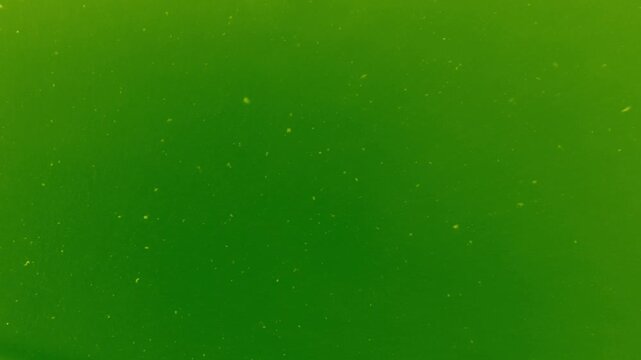 small organic particles in motion, ecological research, cells, biology, sustainable technologies for scientific presentations, microorganisms, microparticles, green
