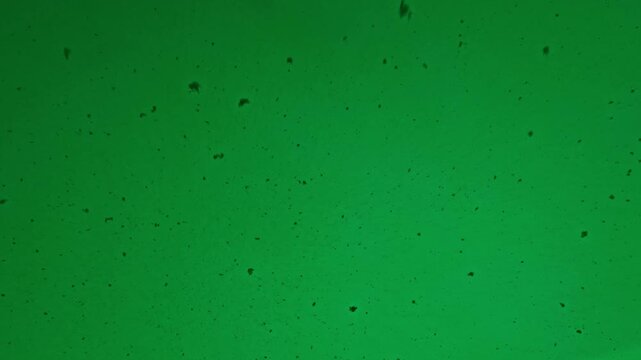 small organic particles in motion, ecological research, cells, biology, sustainable technologies for scientific presentations, microorganisms, microparticles, green
