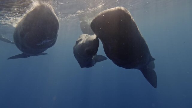 Two sperm whales engage in socialization by rubbing against each other and gently biting one another. This interaction fosters their bond. Nearby fish cling to their skin, and defecation occurs