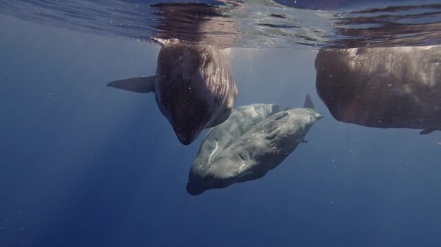 Two sperm whales engage in socialization by rubbing against each other and gently biting one another. This interaction fosters their bond. Nearby fish cling to their skin, and defecation occurs