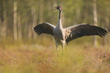 Fototapeta premium Żuraw (Grus grus), crane