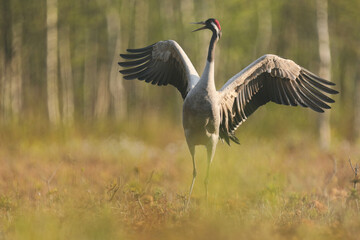 Fototapeta premium Żuraw (Grus grus), crane