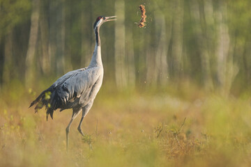 Fototapeta premium Żuraw (Grus grus), crane