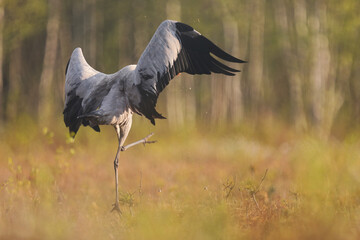 Fototapeta premium Żuraw (Grus grus), crane