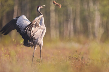 Fototapeta premium Żuraw (Grus grus), crane