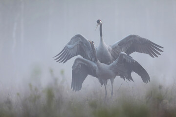 Fototapeta premium Żuraw (Grus grus), crane