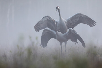 Fototapeta premium Żuraw (Grus grus), crane
