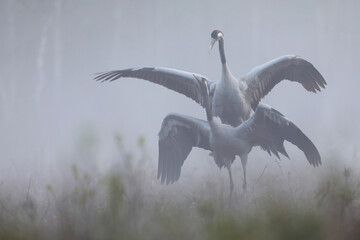 Fototapeta premium Żuraw (Grus grus), crane