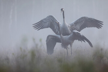 Naklejka premium Żuraw (Grus grus), crane
