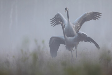 Fototapeta premium Żuraw (Grus grus), crane