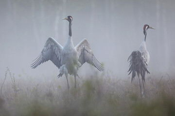 Fototapeta premium Żuraw (Grus grus), crane