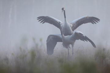 Fototapeta premium Żuraw (Grus grus), crane