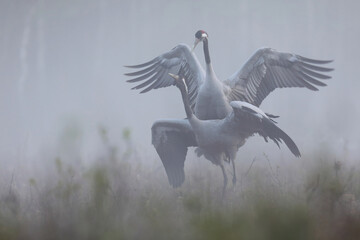 Fototapeta premium Żuraw (Grus grus), crane