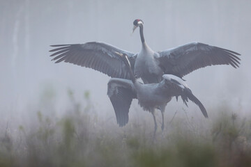 Fototapeta premium Żuraw (Grus grus), crane