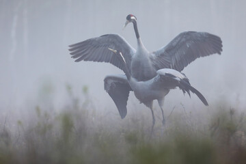 Fototapeta premium Żuraw (Grus grus), crane