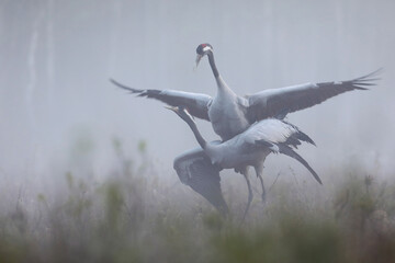 Fototapeta premium Żuraw (Grus grus), crane