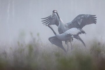 Fototapeta premium Żuraw (Grus grus), crane
