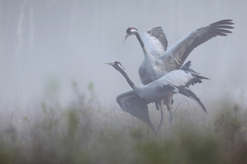 Fototapeta premium Żuraw (Grus grus), crane
