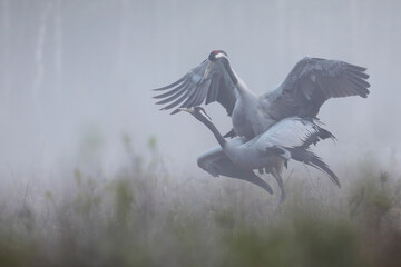 Fototapeta premium Żuraw (Grus grus), crane