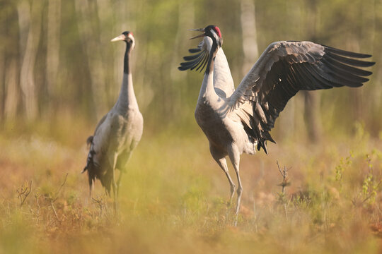 Żuraw (Grus grus), crane
