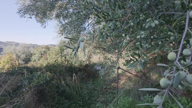 Traditional Olive Harvest With Full Trees and Sacks Ready for Transport