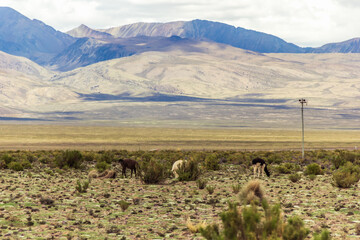 Obraz premium Llamas at Tomave - Potosi, Bolivia