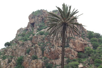 Fototapeta premium A serene natural landscape showcasing an argan tree forest and resilient desert vegetation spread across misty mountain slopes, highlighting Morocco’s unique biodiversity, ecological balance, and tran