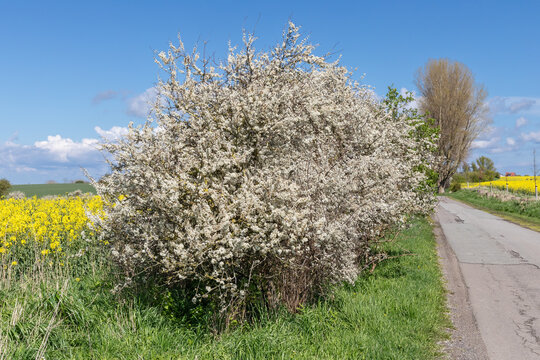Ein bl&uuml;hender Strauch der Schlehe (Prunus spinosa, sloe, blackthorn), am Rand einer Landstra&szlig;e bei Heiligenhafen in Schleswig-Holstein, Deutschland, mit Rapsfeldern.