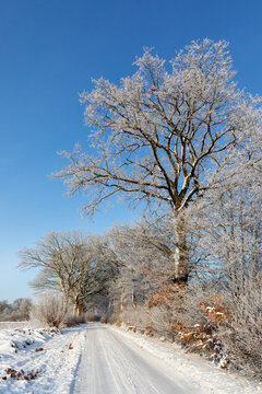Winterlandschaft im Januar mit Feldweg und Knicks (Wallhecken) mit B&auml;umen mit Schnee und Raureif bei Hammoor in Schleswig-Holstein, Deutschland