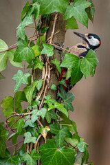 Great spotted woodpecker (Dendrocopos major) partially hidden on a tree trunk covered with ivy in a woodland environment