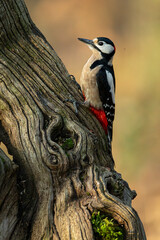 Great spotted woodpecker (Dendrocopos major) perched on an old, textured tree trunk in a natural forest habitat.