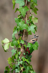 Great spotted woodpecker (Dendrocopos major) partially hidden on a tree trunk covered with ivy in a woodland environment