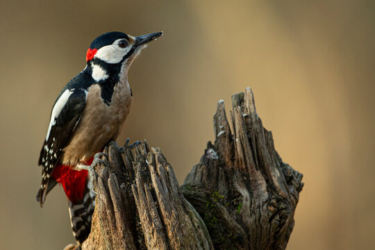 Great spotted woodpecker (Dendrocopos major) perched on an old, textured tree trunk in a natural forest habitat.
