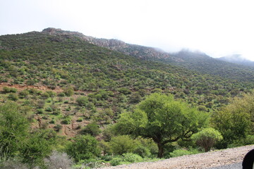 Fototapeta premium A serene natural landscape showcasing an argan tree forest and resilient desert vegetation spread across misty mountain slopes, highlighting Morocco’s unique biodiversity, ecological balance, and tran