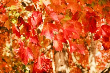 Close-up of red autumn leaves for a background image.