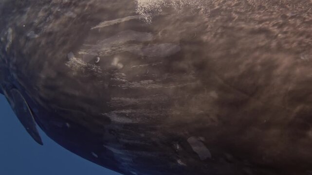 A close-up of a sperm whale s massive body fills the frame, revealing thick, wrinkled skin with scars and grooves, subtle color variations, and detailed textures along its tail and powerful flukes.