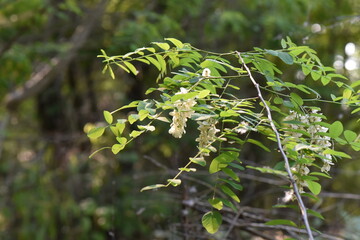 Fototapeta premium White acacia flowers on the branches of a tree in the forest